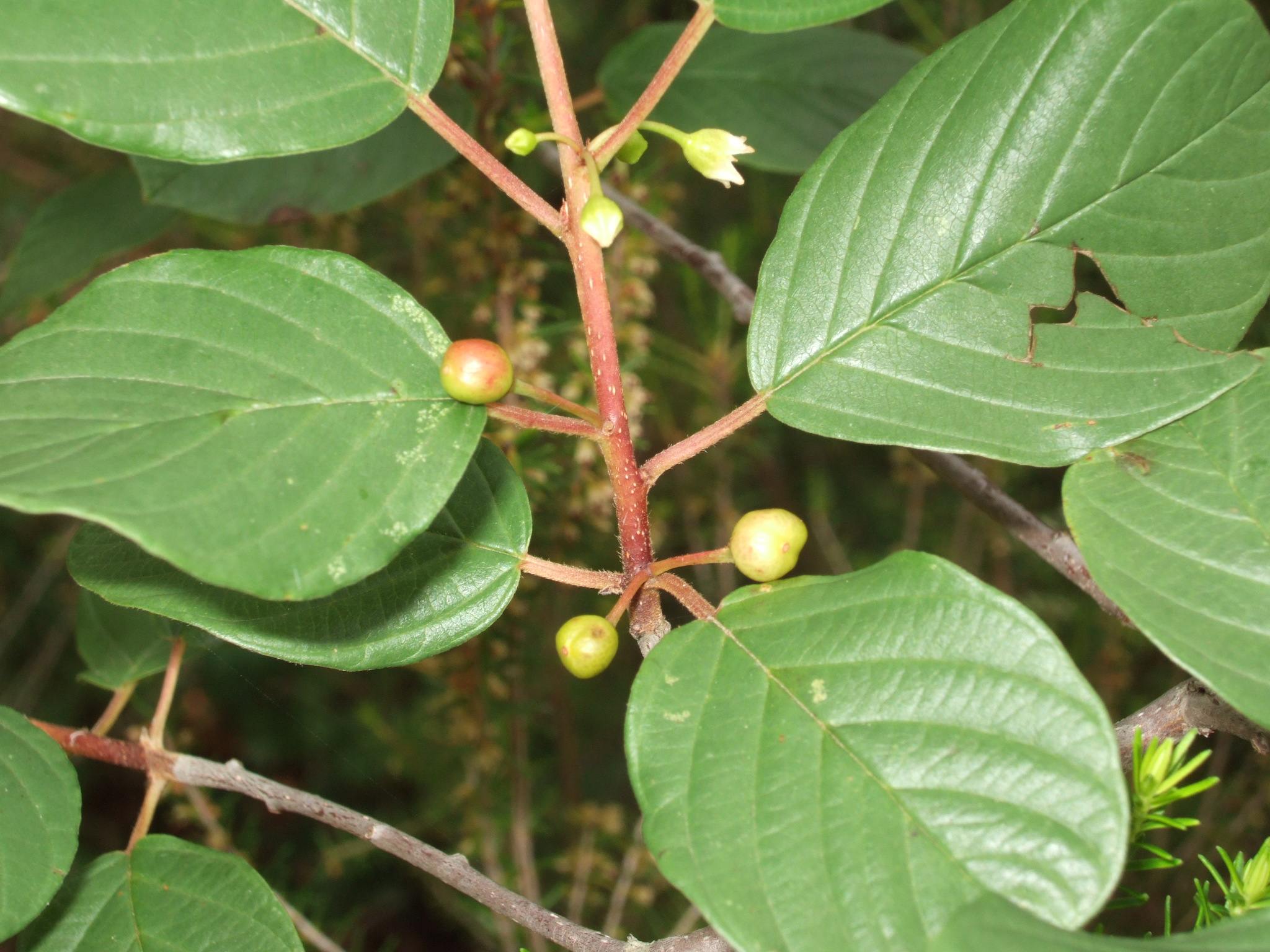 Frangula alnus / Frangola comune